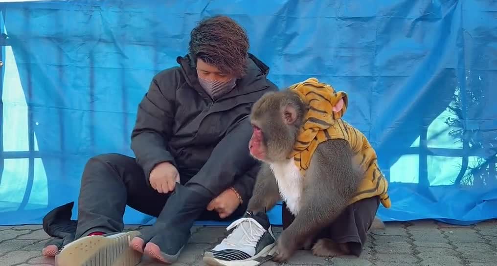 O monkey, why did you do that? That's what happened