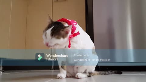 Cute Cat short and fun