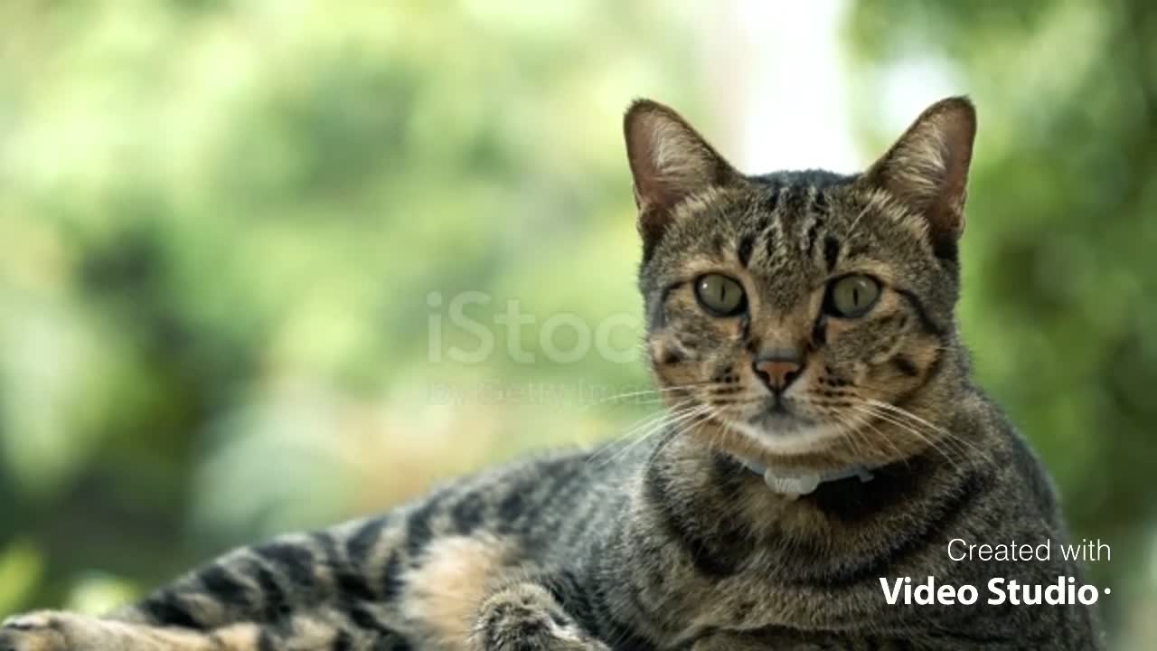 Beautiful cat with amazing looking of its eyes