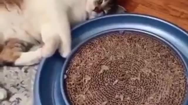feline relaxation