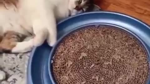 feline relaxation