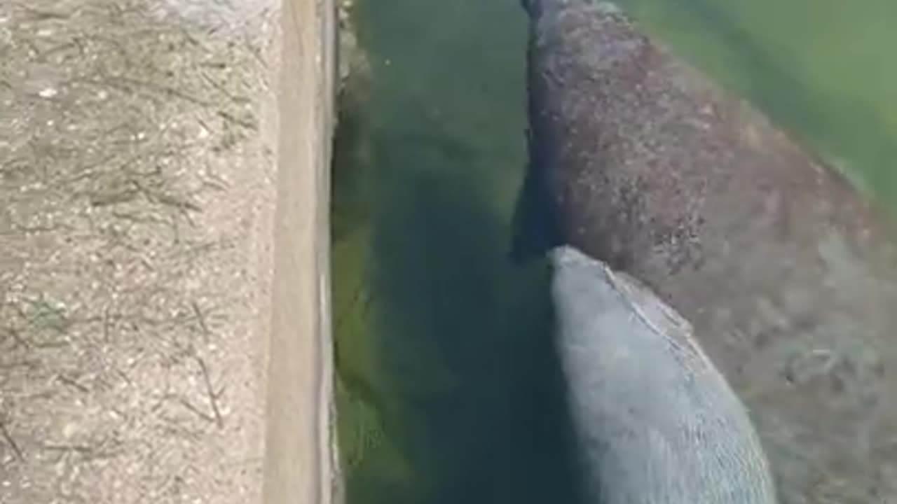 Dog completion viral