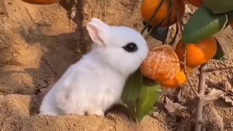 Cute baby Rabbits oreng (Bunny)