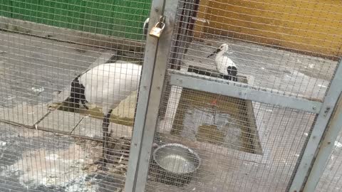 Two red-crowned cranes in two cages