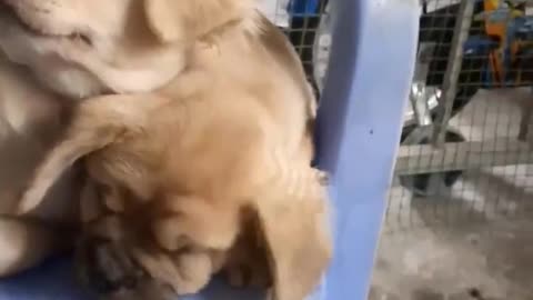 Two puppies protect each other when mistakes are