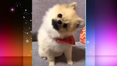 Animals cute funny videos 🤣 🤣