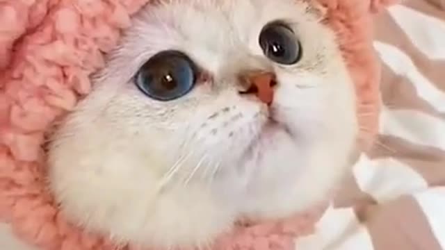 Isn't this cat very cute?