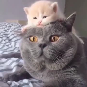 I think something is on my head