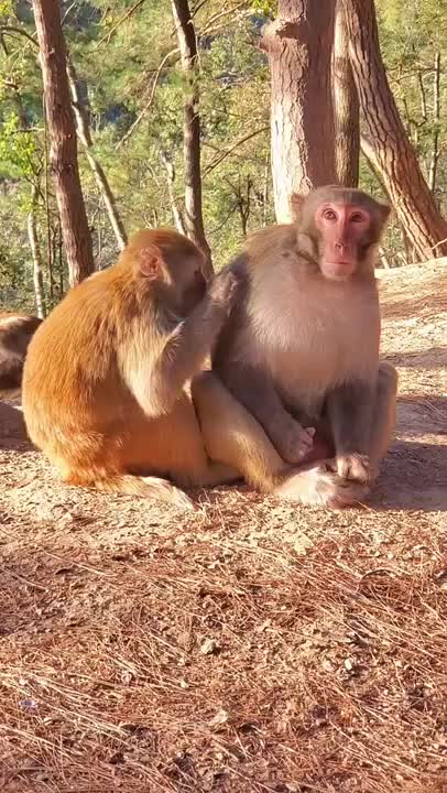 Funny Monkey Videos - A Funny Monkeys Compilation 2022