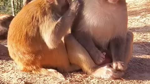 Funny Monkey Videos - A Funny Monkeys Compilation 2022