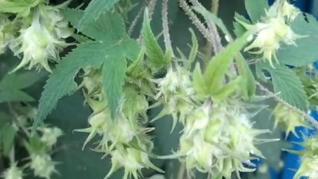 The small white flowers have thorns