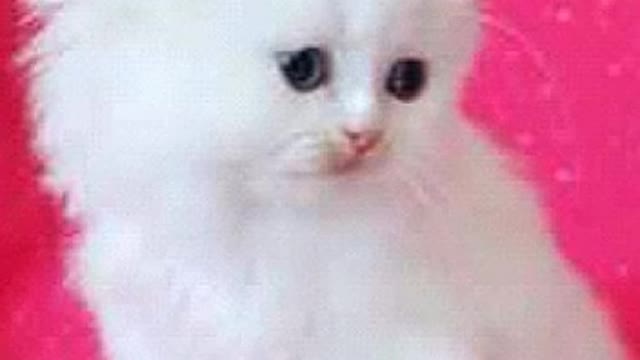 Cute cat video