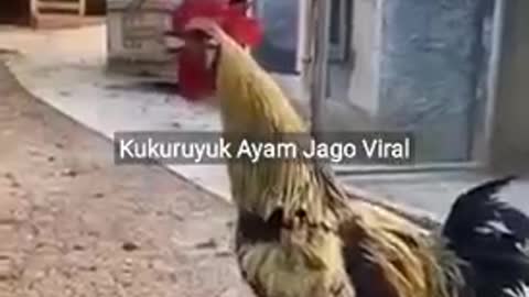 Ayam jago viral