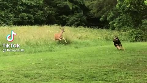 Dog and deer