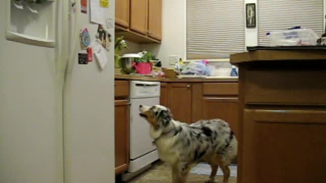 Silly Jumping Aussie Puppy