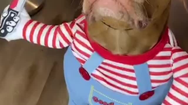 Funny dog video from tik tok