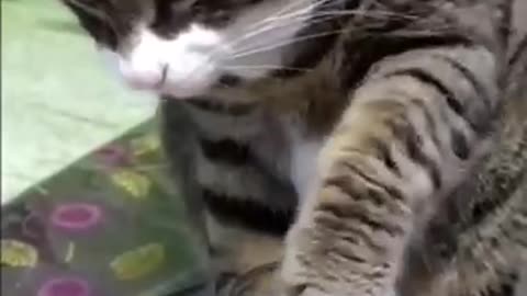 cute and funny clips