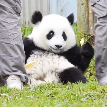 panda……so cute