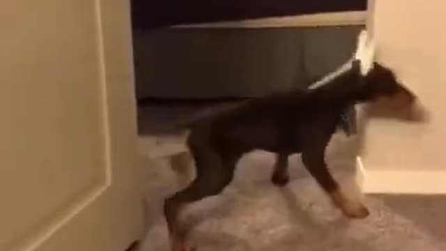 😂 Super Funny Dog Videos From Tiktok!