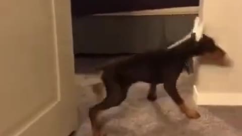 😂 Super Funny Dog Videos From Tiktok!