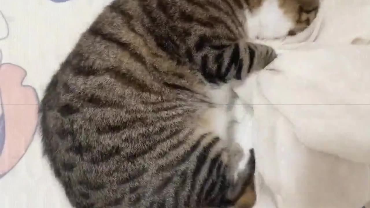 Cat： Stop brushing me, I can't stand it