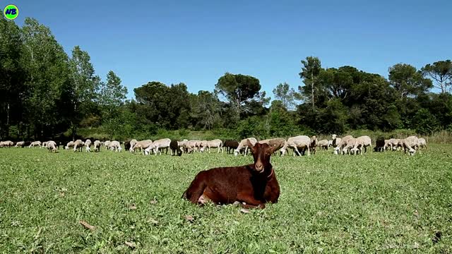 Som das Cabras Berrando