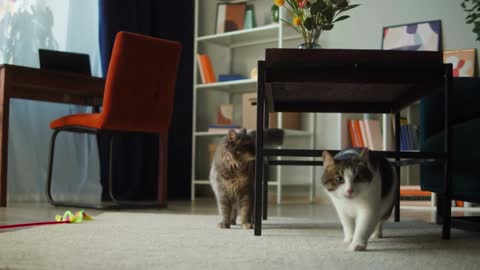 Cats walking in living room. Domestic animals at home