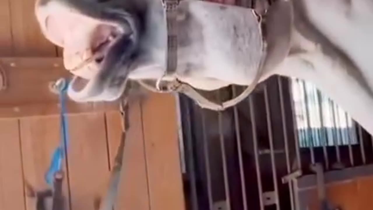 Funny animals video 🤣🤣🤣