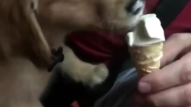 DOG LAUGHING IN DAILY LIFE