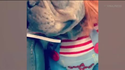 Puppy Dressed as Chucky Will Steal Your Heart!