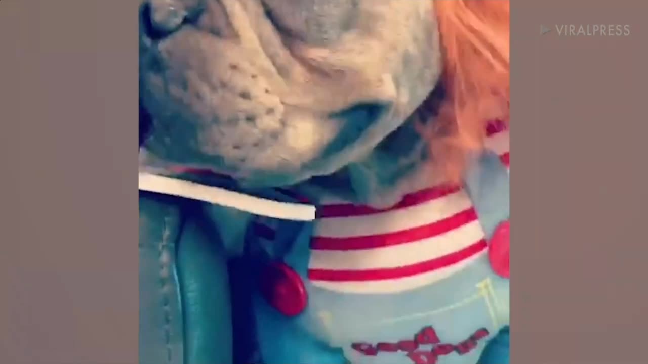 Puppy Dressed as Chucky Will Steal Your Heart!