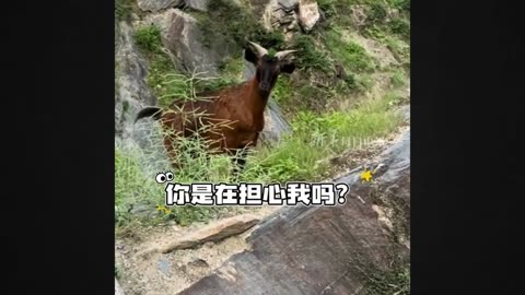 Thrilling Scene Goat Takes a Leap into the Abyss, Woman Rushes in Fear!