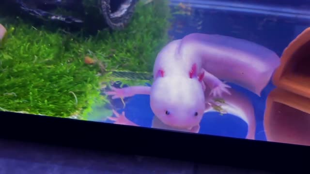 Cute mexican axolotl, hexagonal little dinosaur