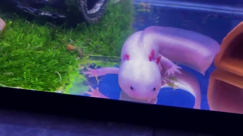 Cute mexican axolotl, hexagonal little dinosaur