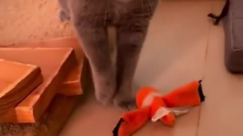 Funny cat