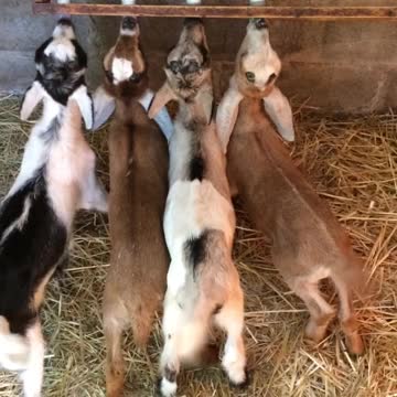 Baby Goats Wiggle Their Tails Back And Fourth As They Enjoy Drinking Some Delicious Milk