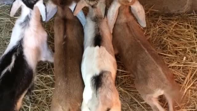 Baby Goats Wiggle Their Tails Back And Fourth As They Enjoy Drinking Some Delicious Milk