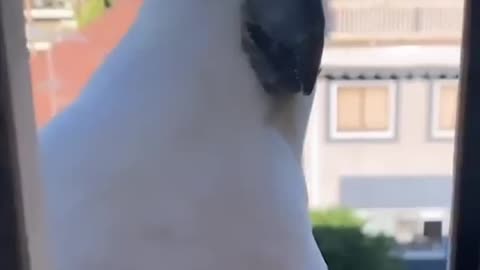 Wild Cockatoo And His Girlfriend Visit Their Favorite Person Every...