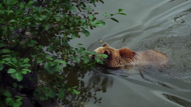 Beautiful brown bear in nature