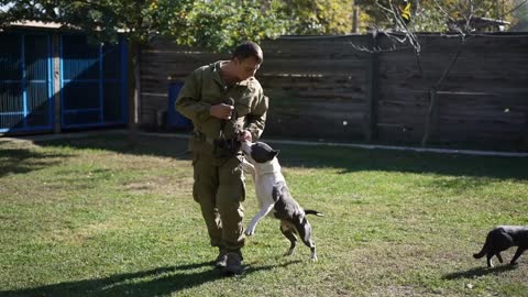 Caucasian expert cynologist training American Staffordshire Terrier obedience in dog