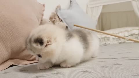 Cute kitten very lovely cat