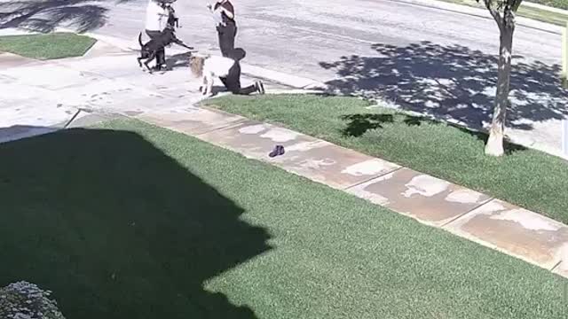 Distracted Dog Drags Woman off Her Feet