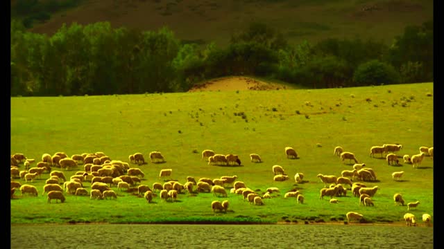 The beauty of the prairie