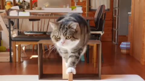 This little cat is so naughty, do you have such a cat in your house?