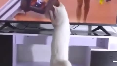 HAHA. Beautiful coincidence by this Cat 😂😍😍😍♥️