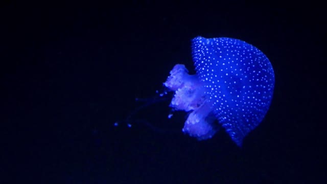 Blue Sparkling Jelly Fish