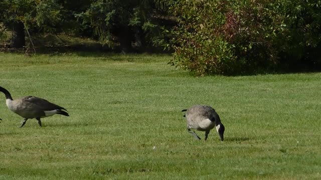 Goose, so leisurely and enviable.