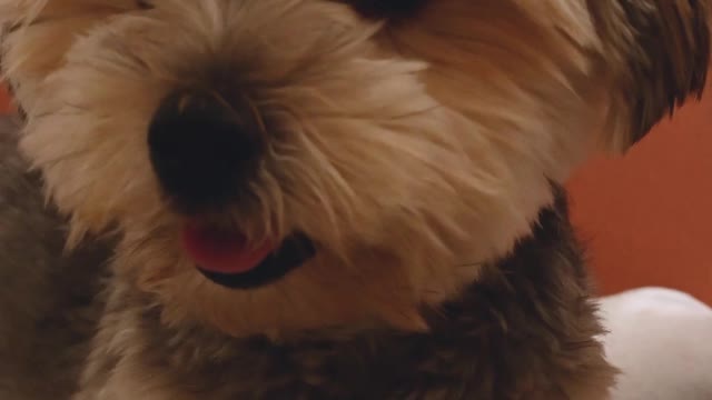 Cute dogs 💝💝🥰🥰#shortvideo #shortvideo #shortvideo by cute animals#37fun
