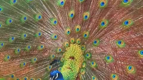 National Bird of India (beautiful creature)