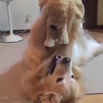 Mother love baby funny dog